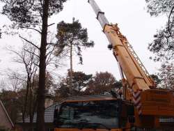 Bomen rooien Sittard